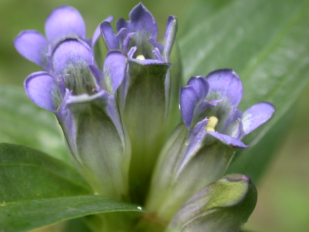 Gentiana cruciata / Genziana crociata